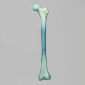 人工骨模型 3503