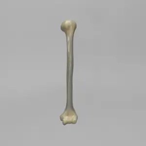 人工骨模型 3404