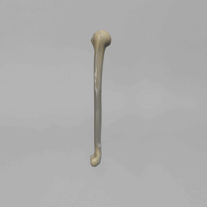 人工骨模型 3404