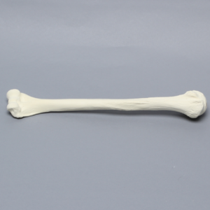 肱骨模型 1028