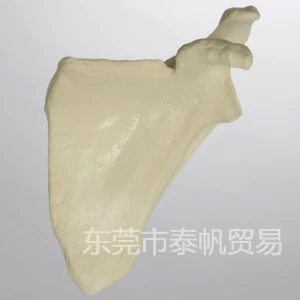 肩胛骨模型 1021