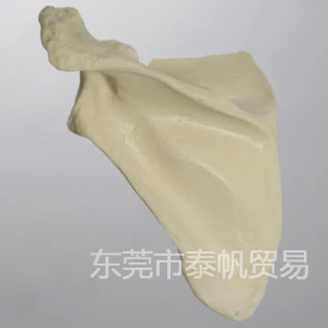 肩胛骨模型 1021