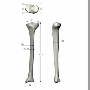 人工骨模型 3402