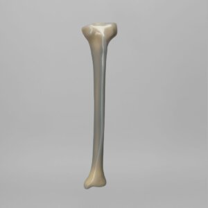 人工骨模型 3402
