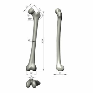 人工骨模型 3403