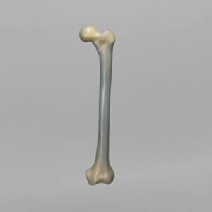 人工骨模型 3406