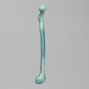 人工骨模型 3506