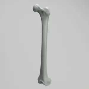 显影股骨模型1121-69