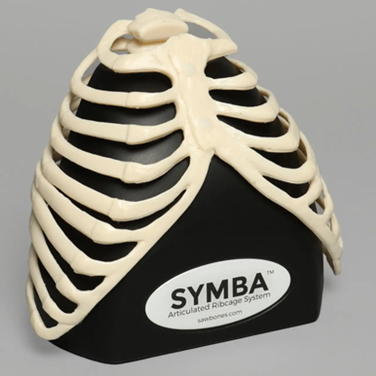Read more about the article SYMBA™肋骨模型
