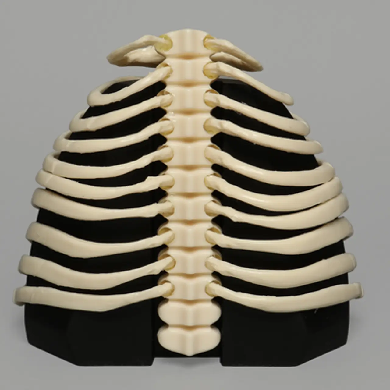 肋骨模型1323-57 - 图片 3