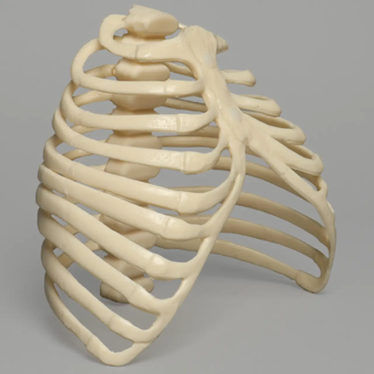 肋骨模型1323-57 - 图片 5