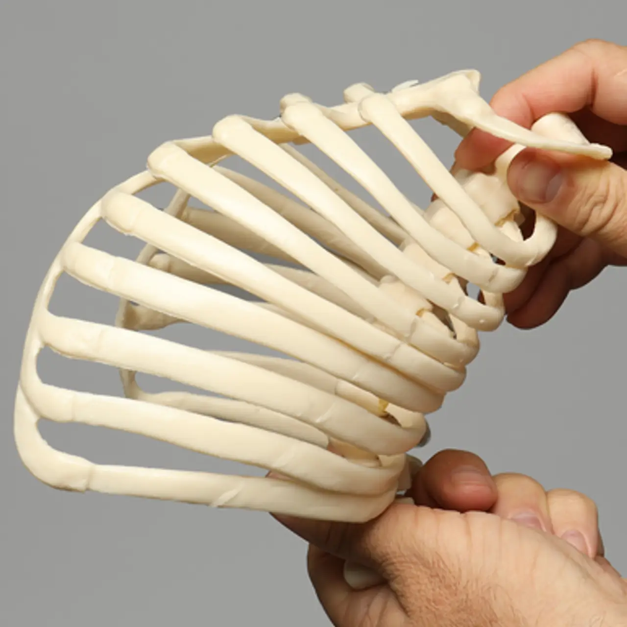 肋骨模型1323-57 - 图片 6