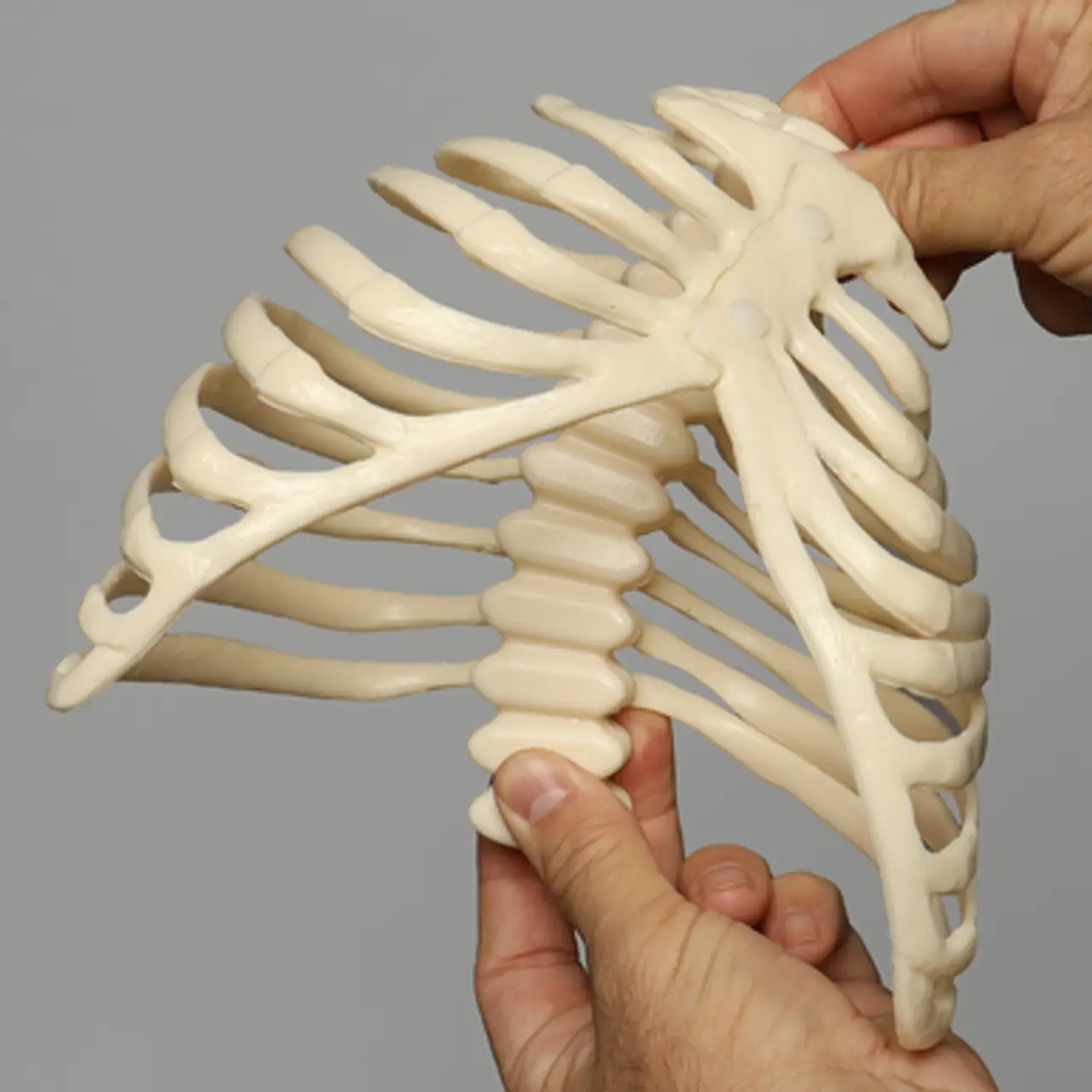 肋骨模型1323-57 - 图片 7