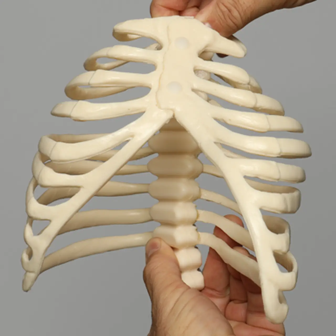 肋骨模型1323-57 - 图片 8