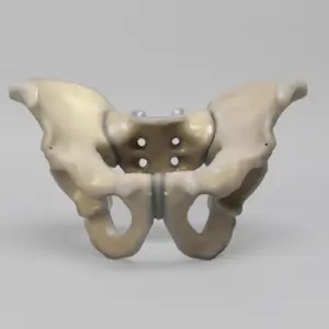 人工骨骨盆模型3415